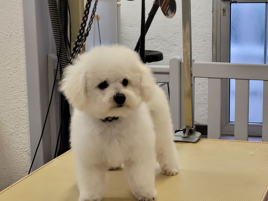 Les Perles De Neige Du Minervois - Chiot disponible  - Bichon Frise