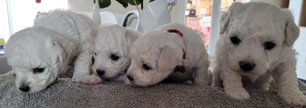 chiot Bichon Frise Les Perles De Neige Du Minervois